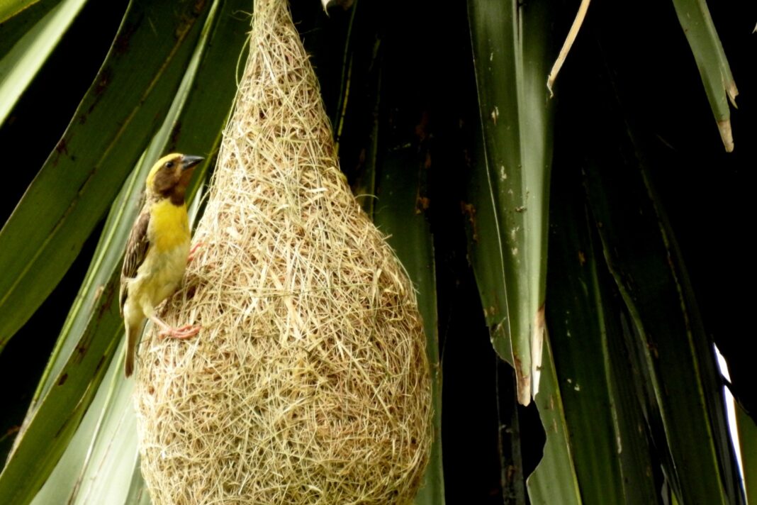 പ്രകൃതിയുടെ വിസ്മയങ്ങൾ – തൂക്കണാംകുരുവി